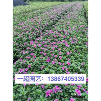 紅繼木、紅花檵木、紅花繼木小秧苗