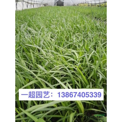 浙江哪里有青葙 紫菀 地榆 蛇含委陵菜 拉布拉多堇菜基地價(jià)格