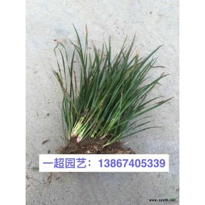 狗尾巴草 狗尾巴草基地 狗尾巴草價格