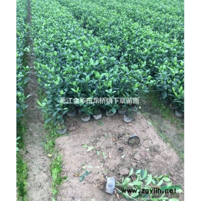 30冠浙江紅葉石楠介紹基地金華2020浙江紅葉石楠特征/用途