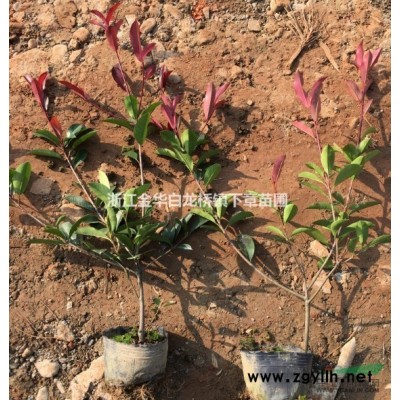 2019紅葉石楠什么價格多少錢,浙江金華紅葉石楠杯苗基地批發