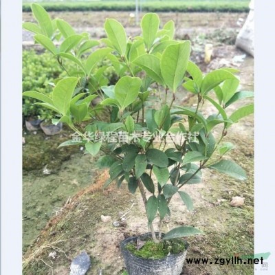 浙江金華30厘米高紅葉石楠小苗價(jià)格多少錢一棵,新價(jià)格表小杯苗