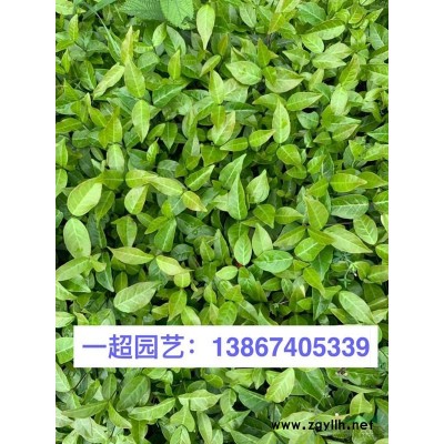 金葉枸骨、金葉構骨/金葉枸骨小苗、金葉構骨小苗