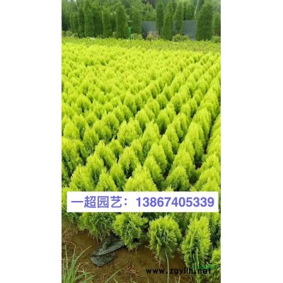 鳳眼蓮 精品鳳眼蓮 鳳眼蓮基地