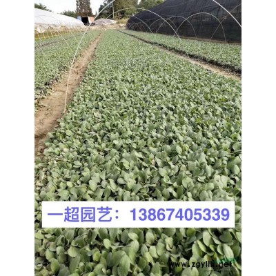 黃金蔓 精品黃金蔓小杯