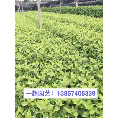 翠竹 精品翠竹 翠竹基地價格