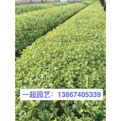 微齒眼子菜 微齒眼子菜批發(fā) 微齒眼子菜價格