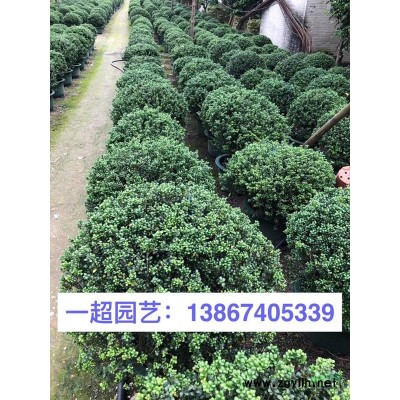 玉龍草 精品玉龍草價格 玉龍草批發