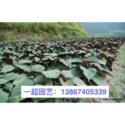 竹葉眼子菜 竹葉眼子菜基地價格