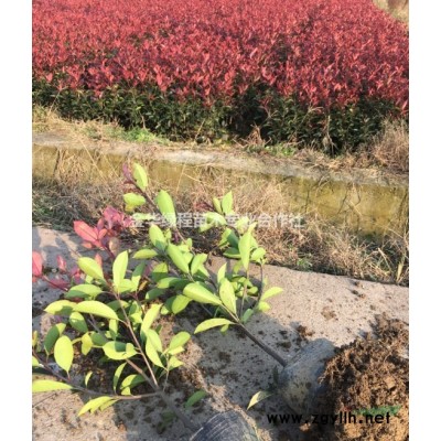 浙江金華紅葉石楠小杯苗圖片浙江金華紅葉石楠價(jià)格表*新報(bào)價(jià)單