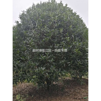 浙江無患子 13-45公分無患子介紹/特征/用途