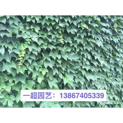 白茅 白茅基地 拂子茅 斑茅 芭茅 拂子茅價格行情