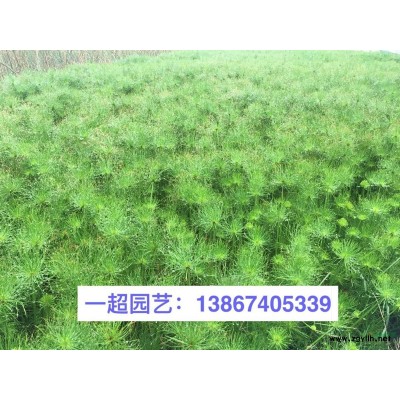 粉黛亂子草，粉黛亂子草小苗，粉黛亂子草小杯苗