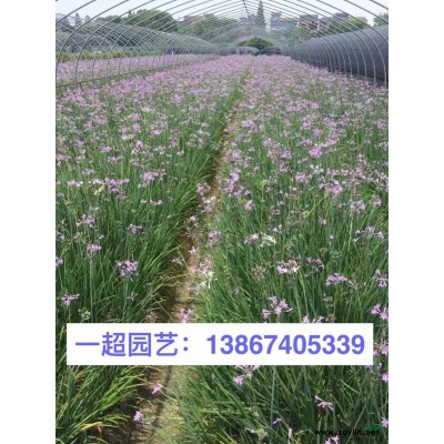 龜甲冬青球 精品龜甲冬青球基地