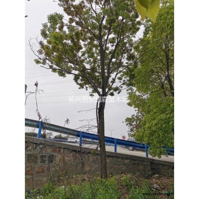 優質特價15-25公分紅梅 浙江紅梅農戶產地直銷