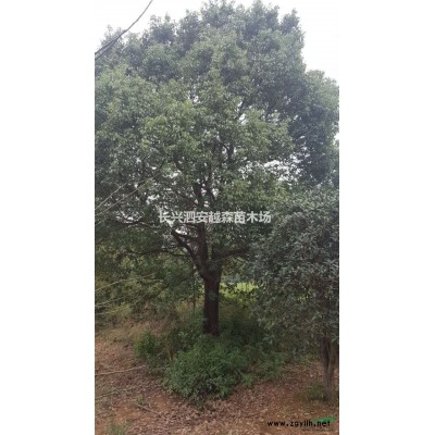 湖州大量處理特價3-10公分烏臼