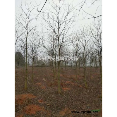 浙江湖州供應3-11公分優質烏桕