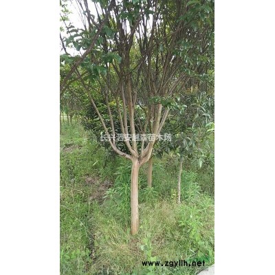 供應8-15石楠冠3一5米 500 株