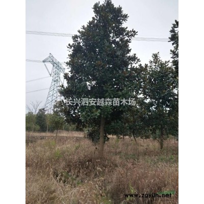 2021年浙江15公分紅梅 19公分紅梅 20公分紅梅 22公分紅梅 25公分紅梅新報價