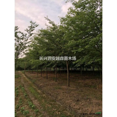 湖州供應12-18公分櫸樹 優質貨源