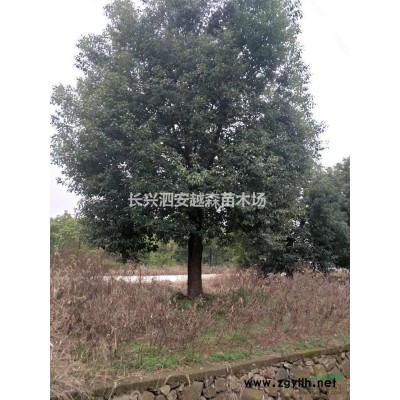 供應石楠4一6公分，分枝點160一200