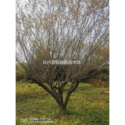 湖州泗安供應10-22公分雞爪槭