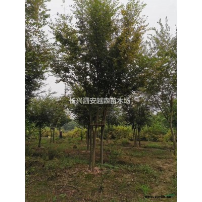 浙江紅梅 湖州紅梅 15-25公分紅梅哪里好/哪家便宜