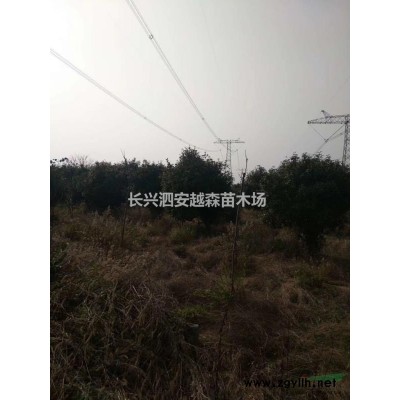 供應大量6公分娜塔櫟 一手貨源