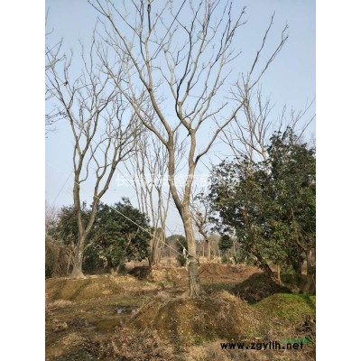 湖州供應8-15公分紅葉石楠