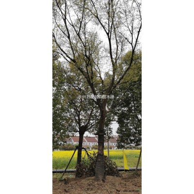 供應大規格移栽香樟10一30公分