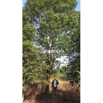 供應移栽廣玉蘭10一20公分500棵