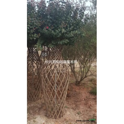 浙江湖州處理2.5米桂花，樹形一般