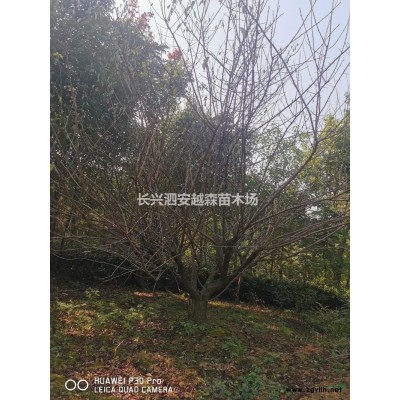 浙江湖州處理5-7公分紫薇 樹形好