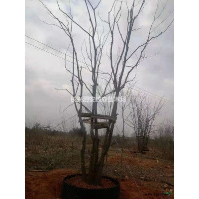 湖州低價供應22-25公分移栽香樟