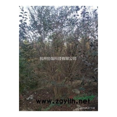 精品藝術形狀樹雞爪槭紅楓7-18公分自然生長有走勢