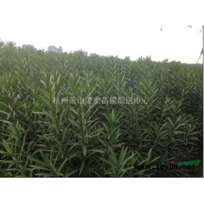 粉花繡線菊毛球