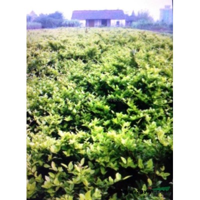 高80公分-2米法國冬青(青珊瑚)