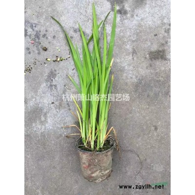 高30公分，冠20公分的桃葉珊瑚