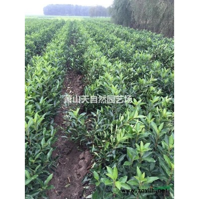 火棘 H 30-40 蕭山苗木