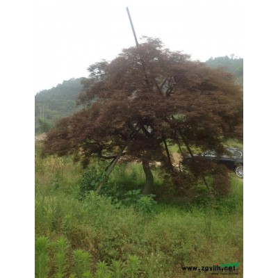 浙江供應(yīng)8公分紅楓 15公分紅楓多少錢一棵