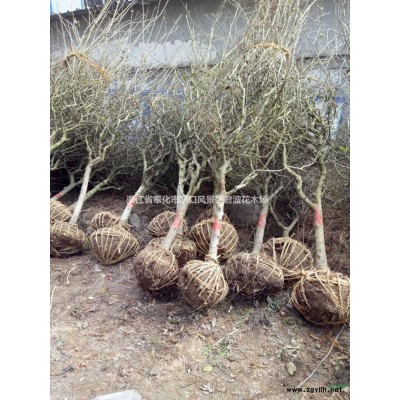 大小規(guī)格紅楓基地 寧波紅楓供應(yīng)商 紅楓價(jià)格便宜