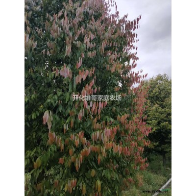 浙江地區(qū)供應3-15公分桂花 桂花工程苗 桂花樹價格