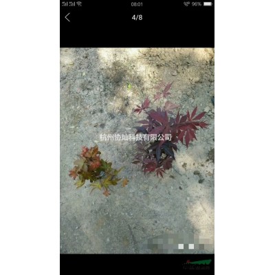 出售10-28公分烏桕