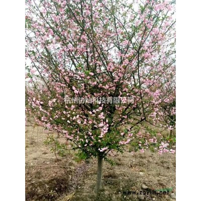 供應馬褂木10-22公分出售