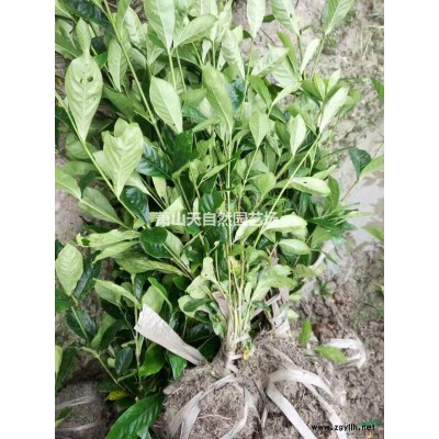 繡線菊 H 30-40  蕭山苗木