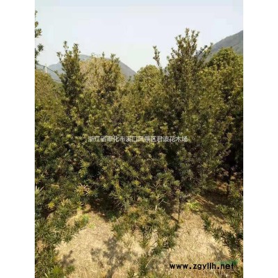 紅白玉蘭2報價/浙江紅白玉蘭2報價