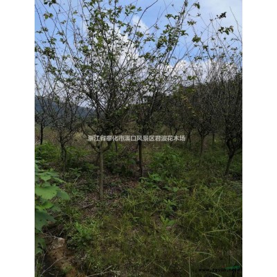 浙江垂絲海棠2信息