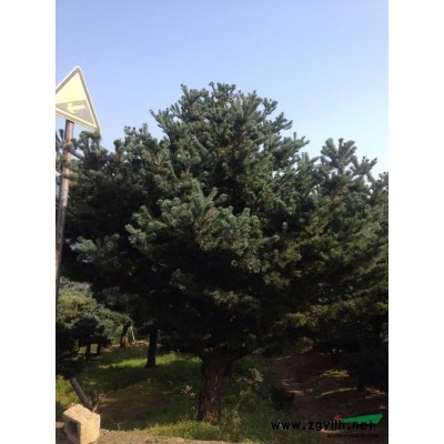 茶花3圖片\茶花3報價