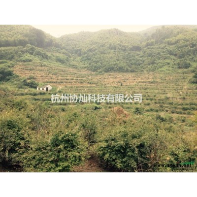 叢生沙樸2桿30公分和單桿33公分出售