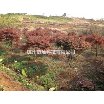 供應造型紅楓6-10公分及精品紅楓5-20公分出售